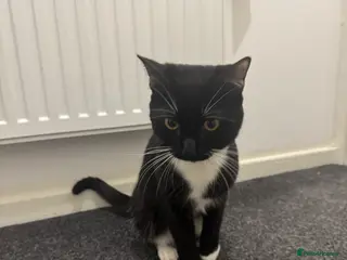 Domestic Shorthair cats Oreoo - Advert 2