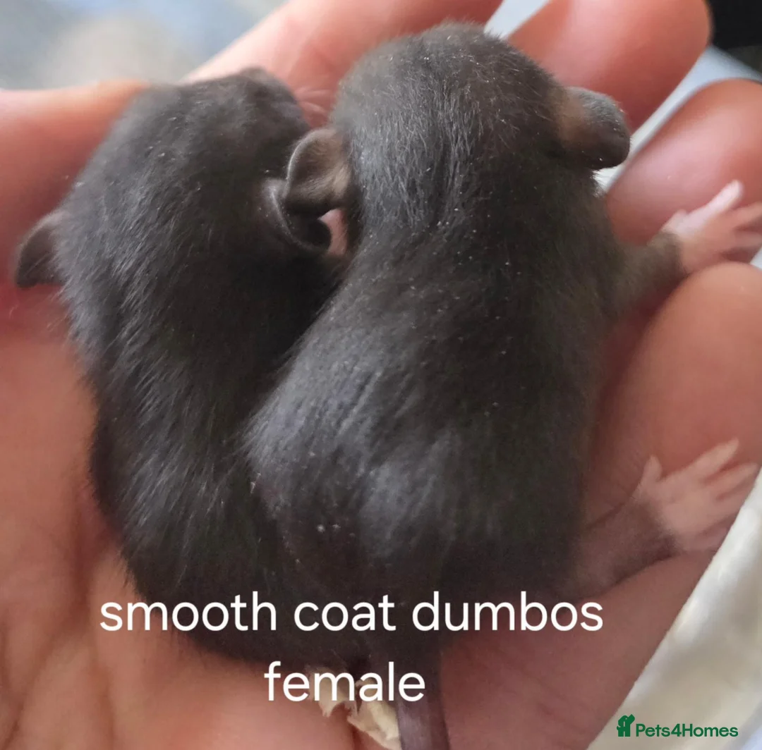 Rat rodents for sale: Dumbo and fancy rats  - Advert 13