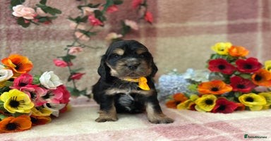 Cocker Spaniel dogs - Advert 15