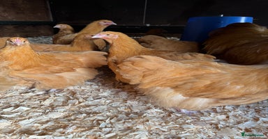 Chickens poultry - Advert 2