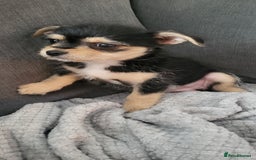 Mixed Breed dogs for sale: Jack russel cross pomeranian puppies  - Image 28