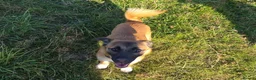 Jack Russell dogs for sale: Female jack russell pup in Oldham - Advert 2