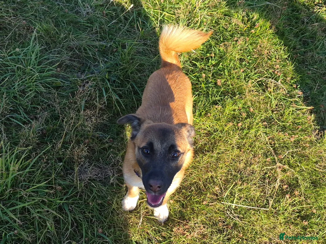 Jack Russell dogs for sale: Female jack russell pup in Oldham - Advert 2
