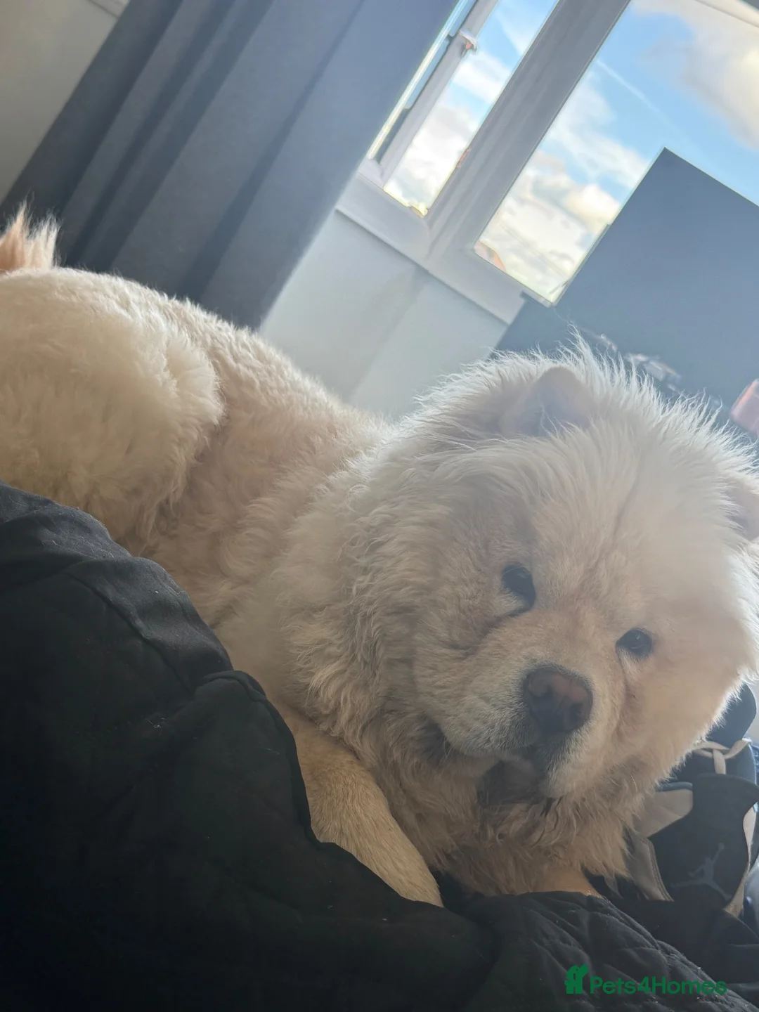 Chow Chow dogs for sale: Barnaby the chow chow - Advert 9
