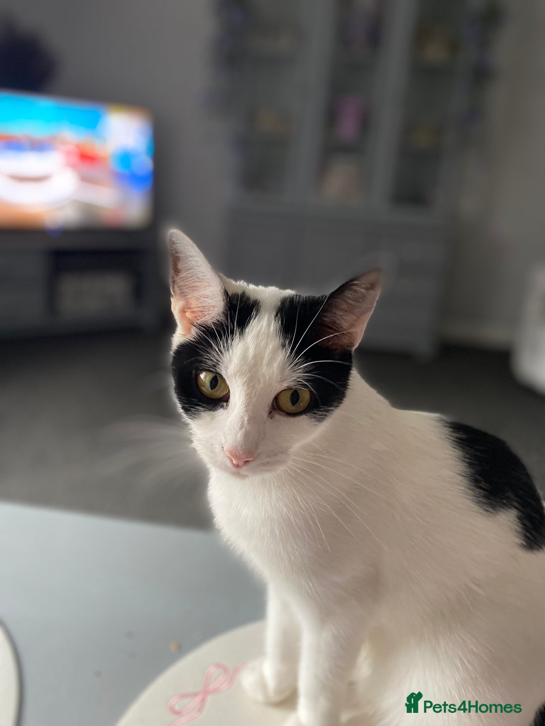 British Shorthair cats for sale: Two adult female cats  - Advert 2