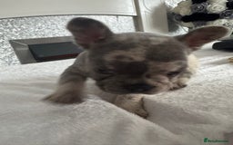 French Bulldog dogs for sale: Beautiful French bulldogs seek homes - Image 10