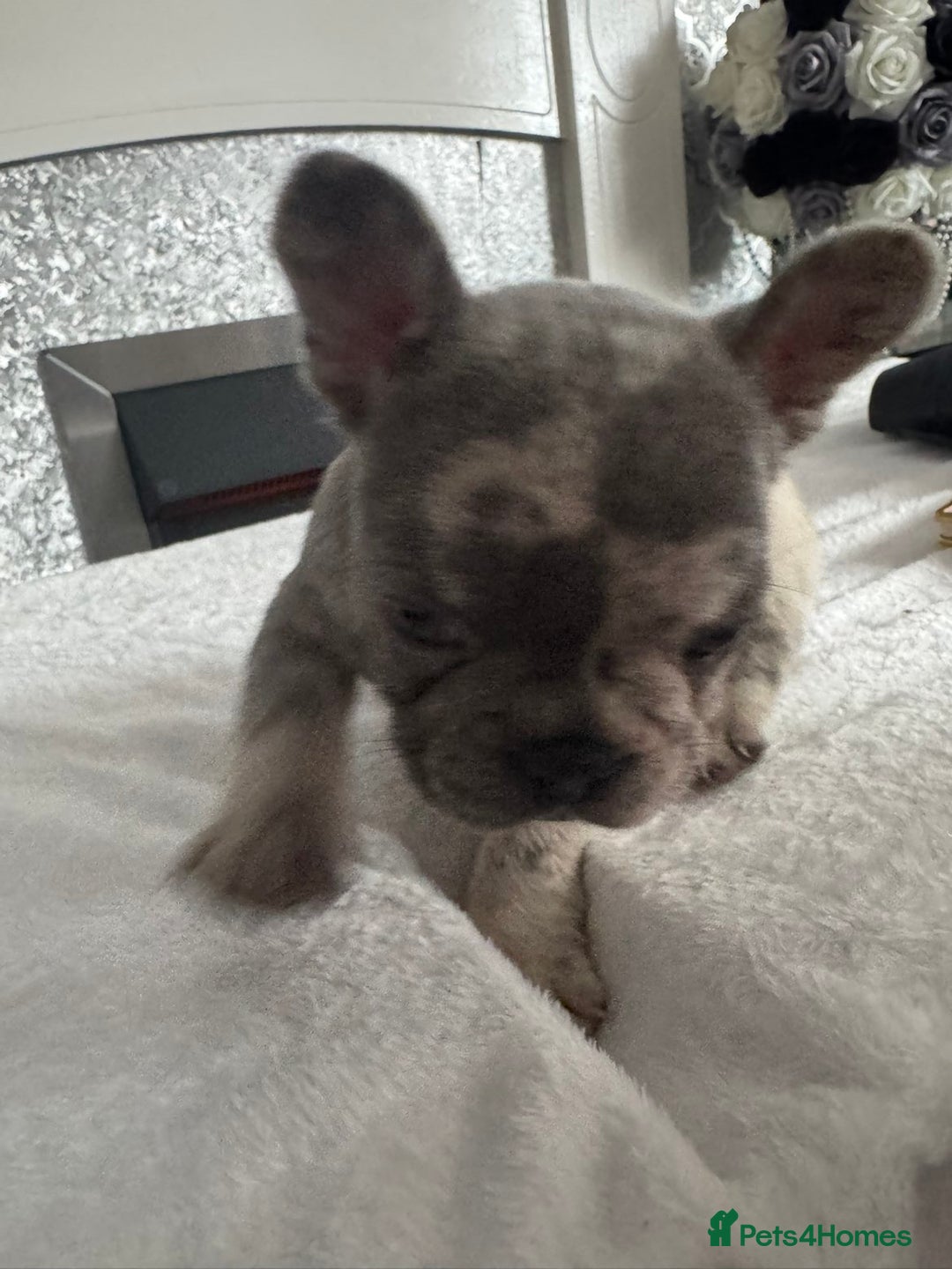 French Bulldog dogs for sale: Beautiful French bulldogs seek homes - Image 10
