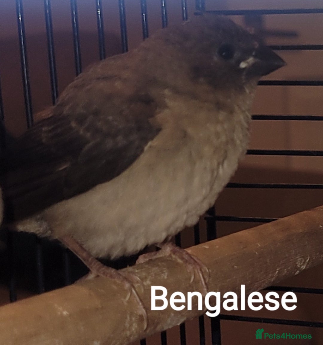Finches birds for sale: Baby finches for sale £10 each - Image 2
