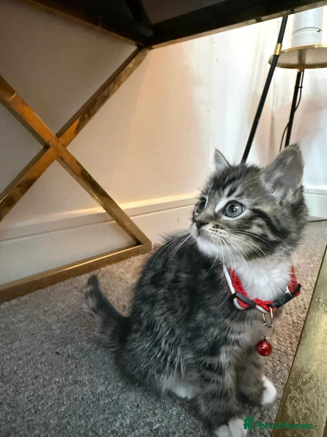 Mixed Breed cats for sale: Mixed Breed Kitten - Advert 2