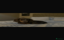 Miniature Dachshund dogs for sale: Miniature Long haired Dachshund Lilac and Tan - Image 4