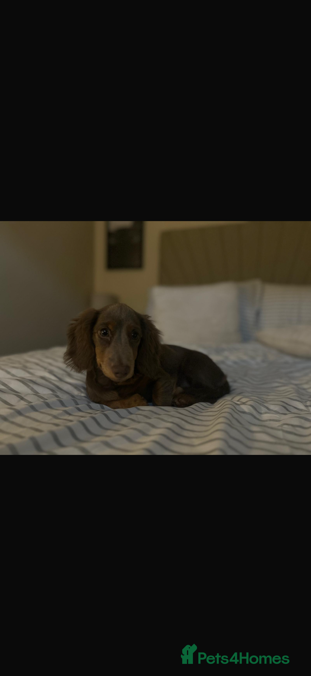 Miniature Dachshund dogs for sale: Miniature Long haired Dachshund Lilac and Tan - Image 4