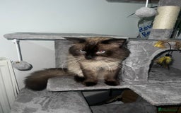 Ragdoll cats for stud: Stunning ragdoll for stud  - Image 12