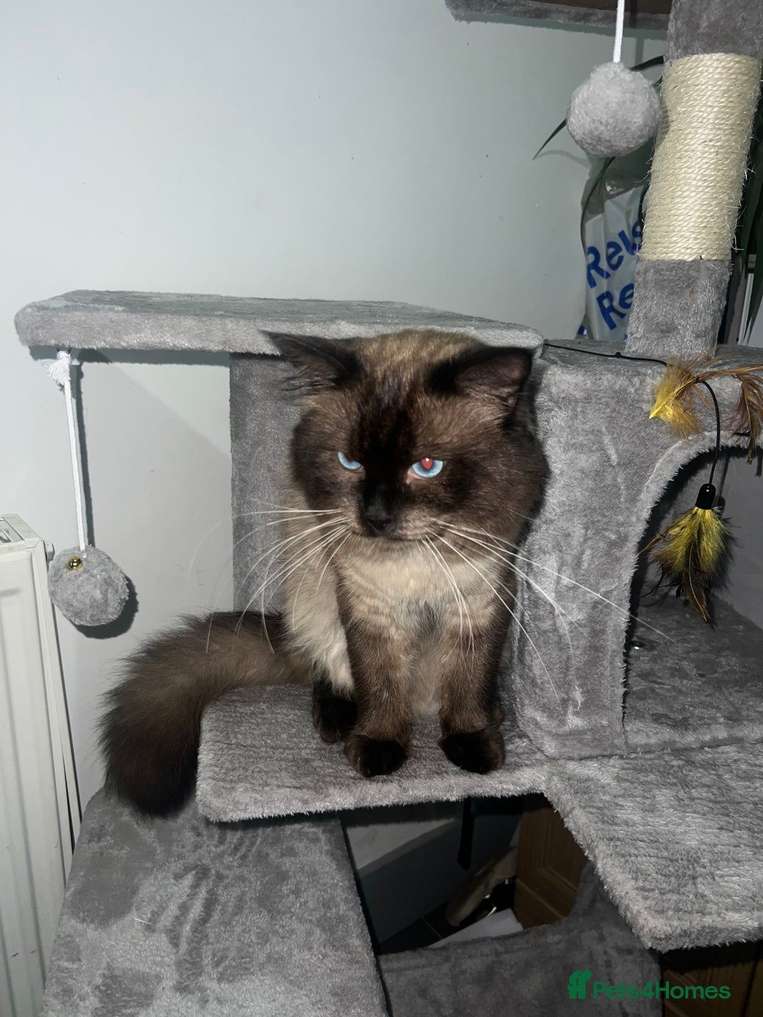 Ragdoll cats for stud: Stunning ragdoll for stud  - Image 12