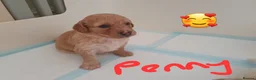 Mixed Breed dogs for sale: Cavapoochons 3 boys 3 girls beautiful colours  - Advert 3