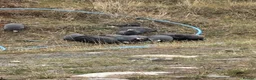 Guinea Fowl poultry for sale: Guinea Fowl - Advert 14