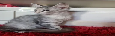 Maine Coon 4