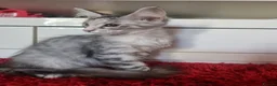 Maine Coon cats for sale: Beautiful Maine Coon Kittens READY TO LEAVE - Advert 8