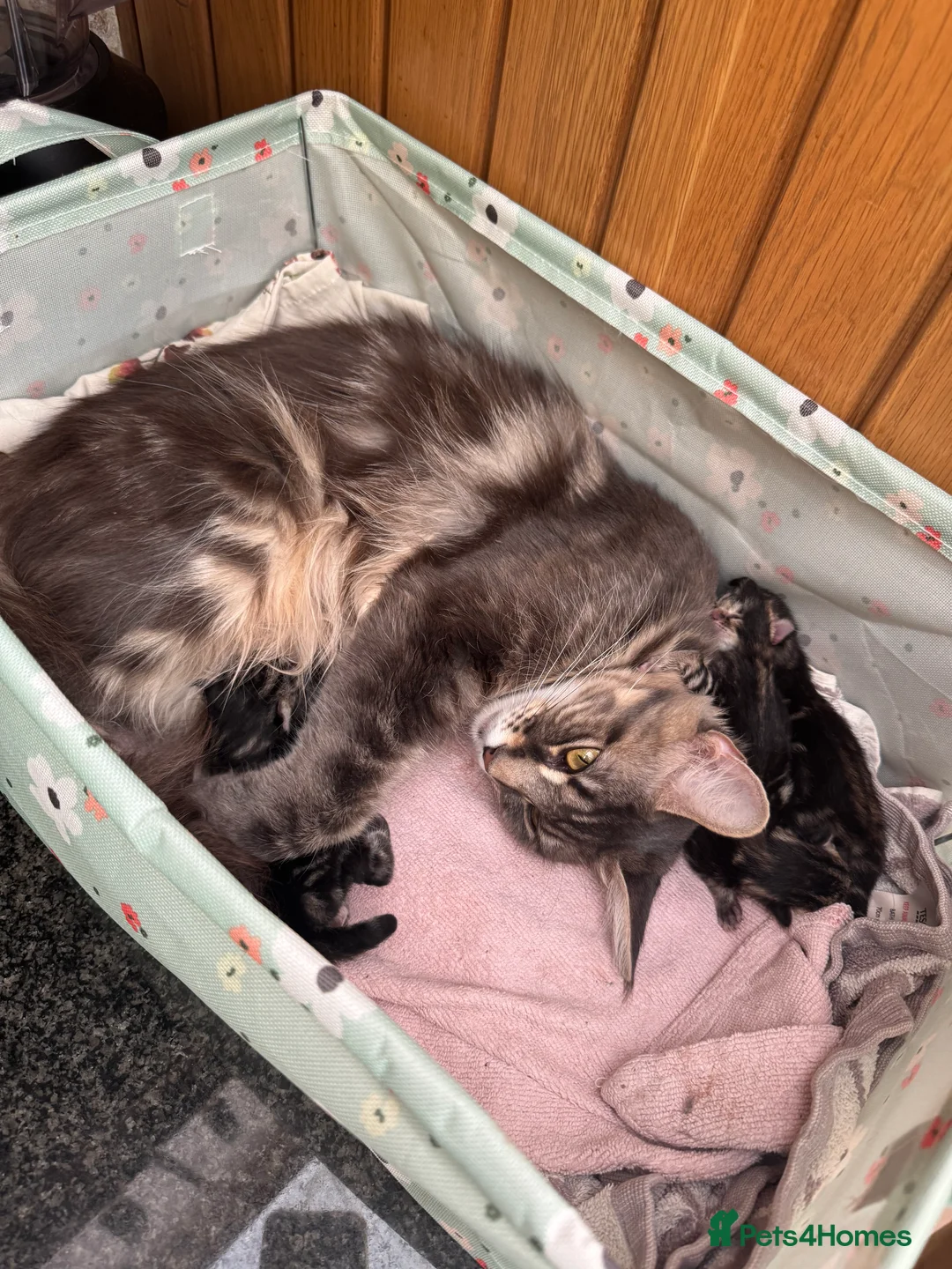 Mixed Breed cats for sale: Mother and daugther - Advert 10