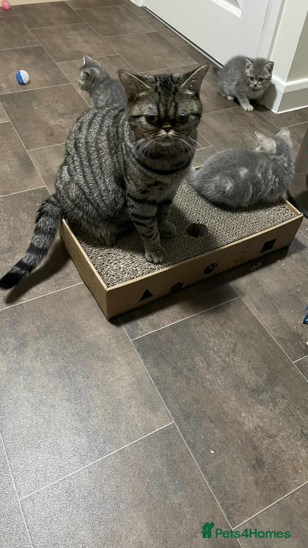 British Shorthair cats for sale: British Blue tabbies boys and girls - Advert 2