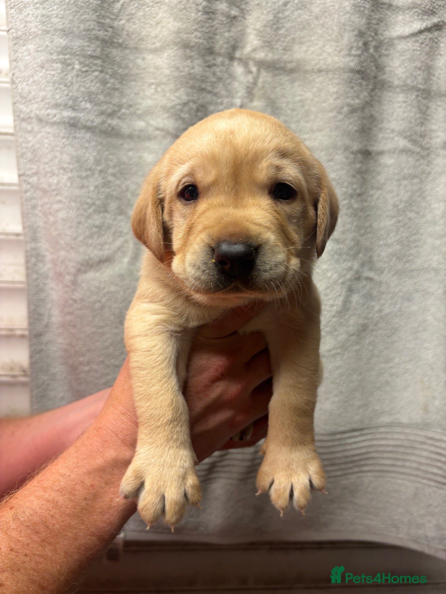 Labrador Retriever dogs Labrador puppies - Advert 4