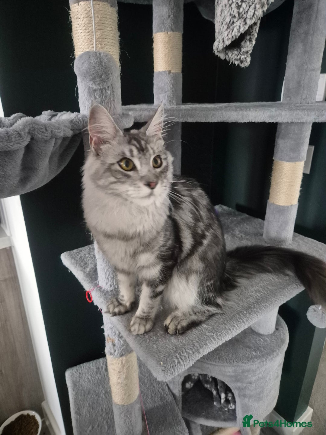 Maine Coon cats for sale: Beautiful silver tabby  - Image 4