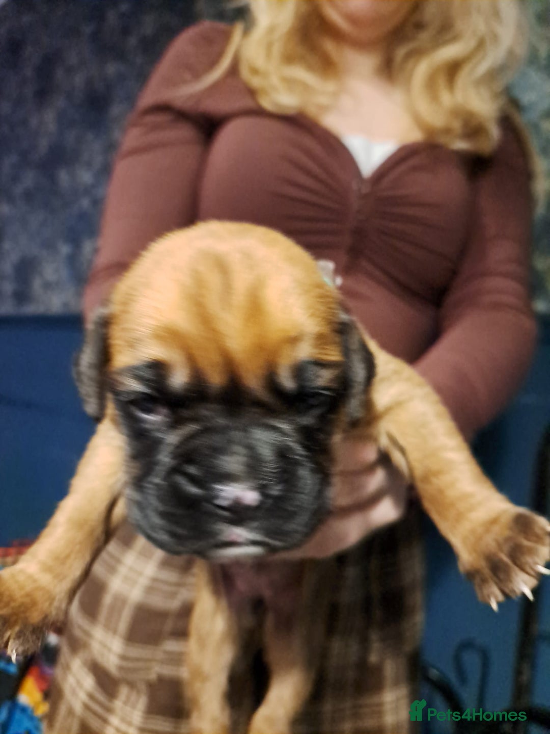 Boxer dogs for sale: ** 1 left*Beautiful bobtail & longtail kc boxer  - Advert 9