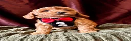 Cavapoo dogs for sale: Real Life Teddys Looking for love  - Advert 16