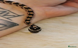 Corn Snake reptiles for sale: Baby corn snakes - Image 14