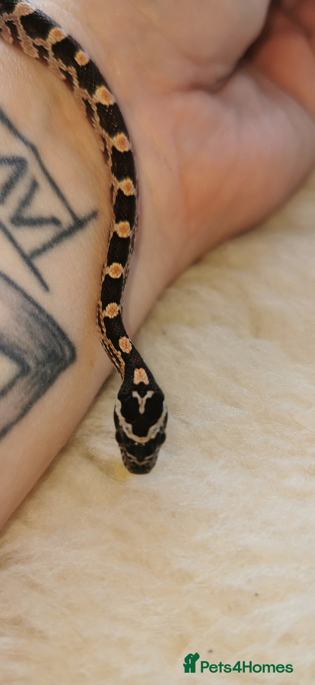 Corn Snake reptiles for sale: Baby corn snakes - Image 14