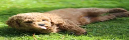 Cavachon dogs for sale: 5 ⭐️Gorgeous F1 Fox Red boy Cavapoochon. - Advert 14