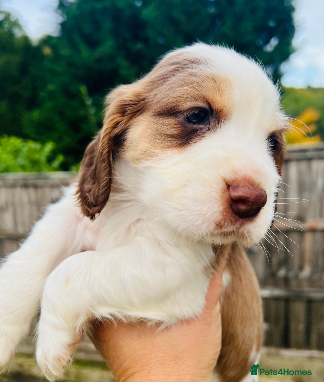 Cocker Spaniel dogs for sale: Gorgeous show type cocker spaniels - Image 28