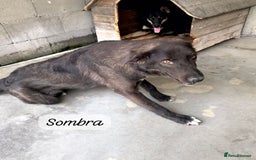 Mixed Breed dogs for adoption: Sombra, 1.5 yrs approx  Available for adoption  in Brixham - Image 25