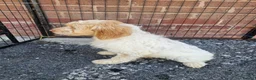 Cockapoo dogs for sale: Cockerpoo puppies Ready Now  - Advert 5