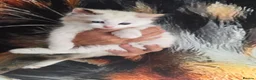Ragdoll cats for sale: Outstanding quality Tortie Ragdolls - Advert 6