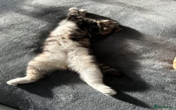 Scottish Fold cats for sale: Lexy Scotish Fold Cute Cat for Sale - Advert 7