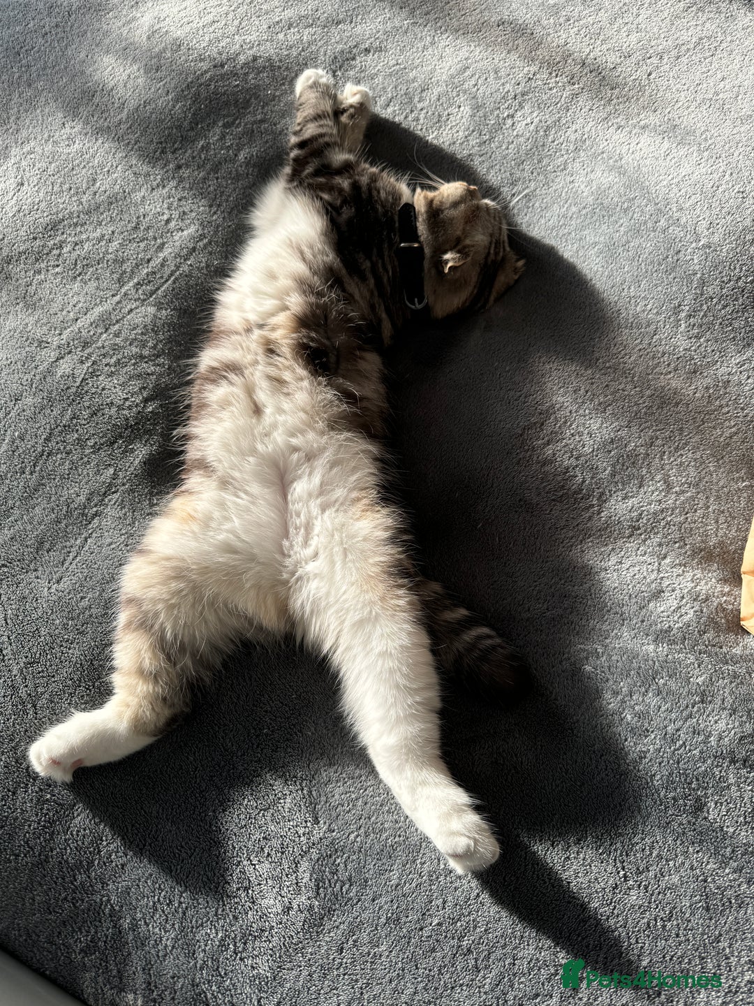 Scottish Fold cats for sale: Lexy Scotish Fold Cute Cat for Sale - Advert 7