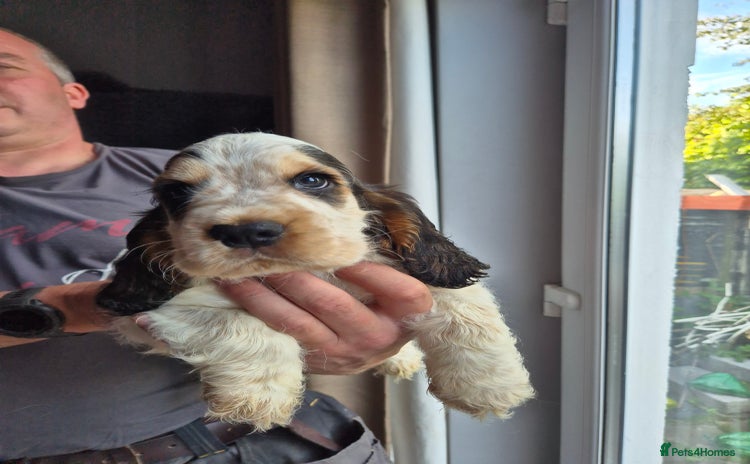Cocker Spaniel dogs - Advert 3