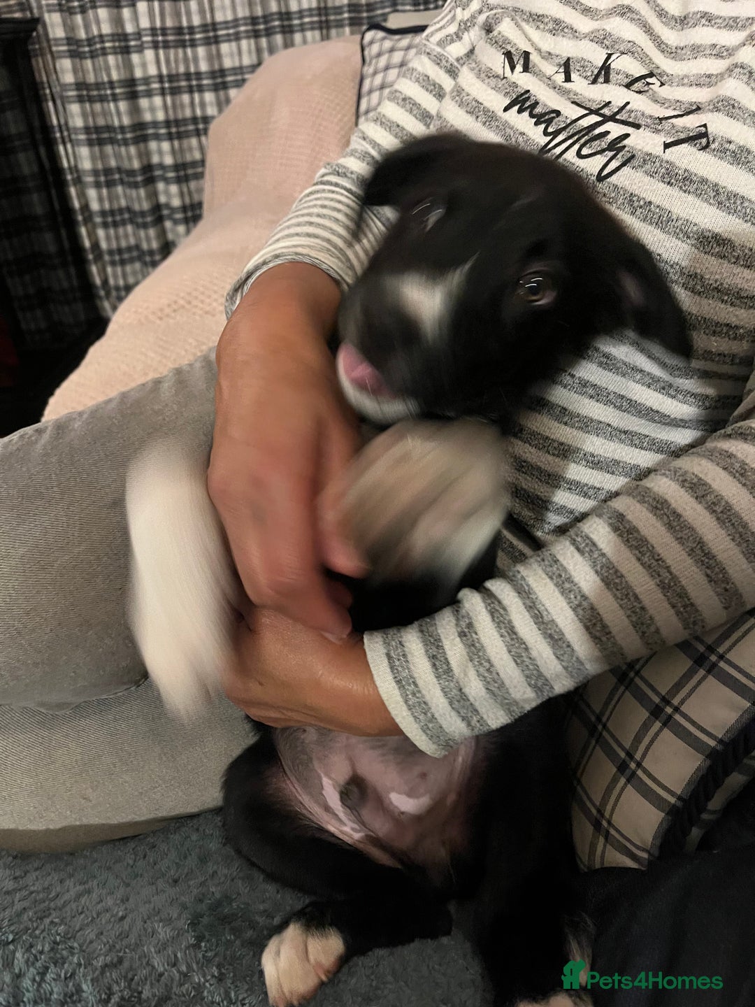 Border Collie dogs for sale: Collie x kelpie pups  - Image 8