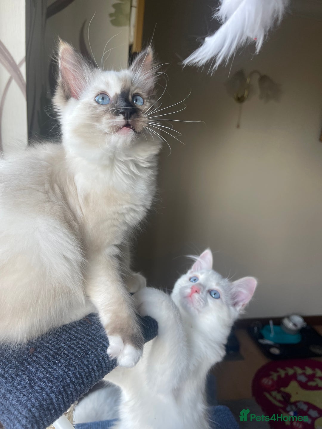Ragdoll cats for sale: Ragdoll adults Purebred pedigree 5 generations  - Advert 40