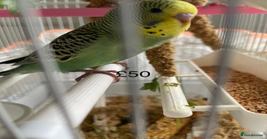 Budgerigars birds - Advert 7