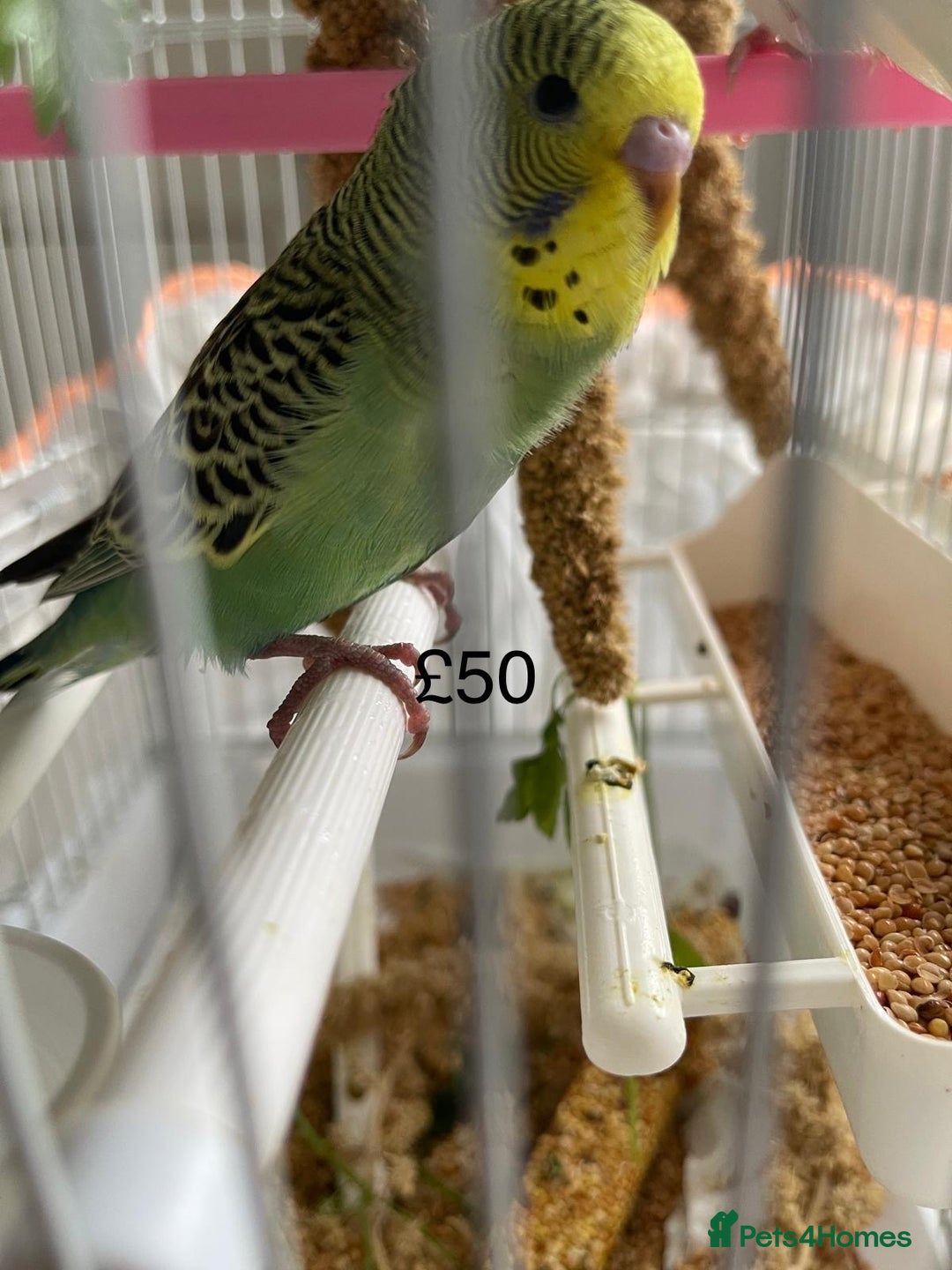 Budgerigars birds for sale: BABY BUDGIES FOR SALE  - Image 3