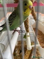 Budgerigars birds - Advert 2