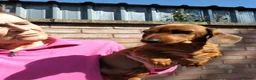 Dachshund dogs for sale: Miniature Smooth Haired Dachshund  in Wigston - Advert 4