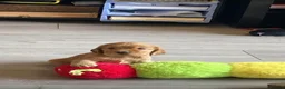 Cocker Spaniel dogs for sale: Beautiful English show Coker Spaniel Pups  in Newry - Advert 4