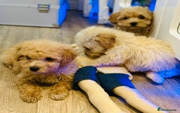 Maltipoo dogs for sale: Maltipoo  - Image 7
