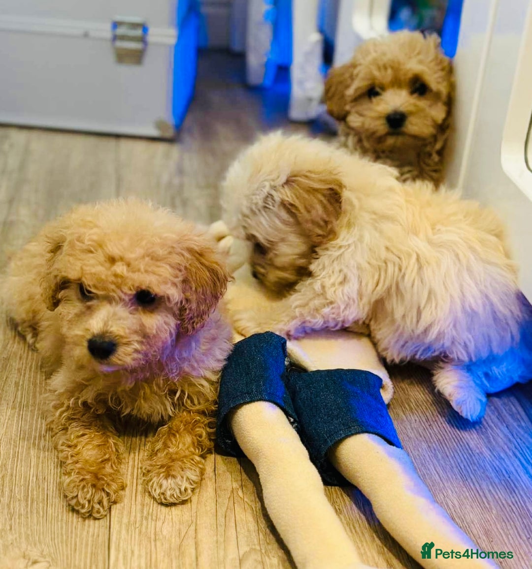 Maltipoo dogs for sale: Maltipoo  - Image 7