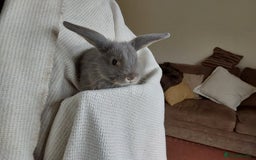 Mixed Breed rabbits for sale: Cute Baby Bunnies - Image 3