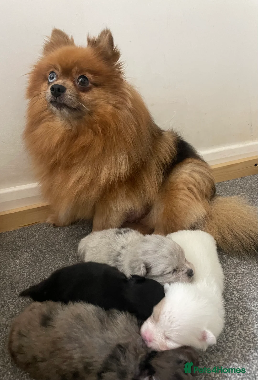 Pomeranian dogs for sale: Beautiful Pomeranian Puppies - Advert 3