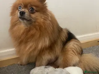 Pomeranian dogs Beautiful Pomeranian Puppies - Advert 4