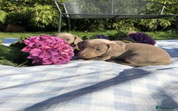 Miniature Dachshund dogs for sale: Miniature Dachshund (Isabella Tan line) - Image 5